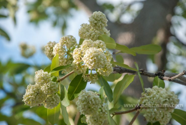 Дерево дьявола