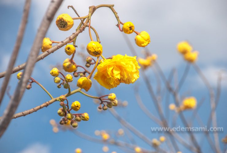 Дерево с желтыми цветами