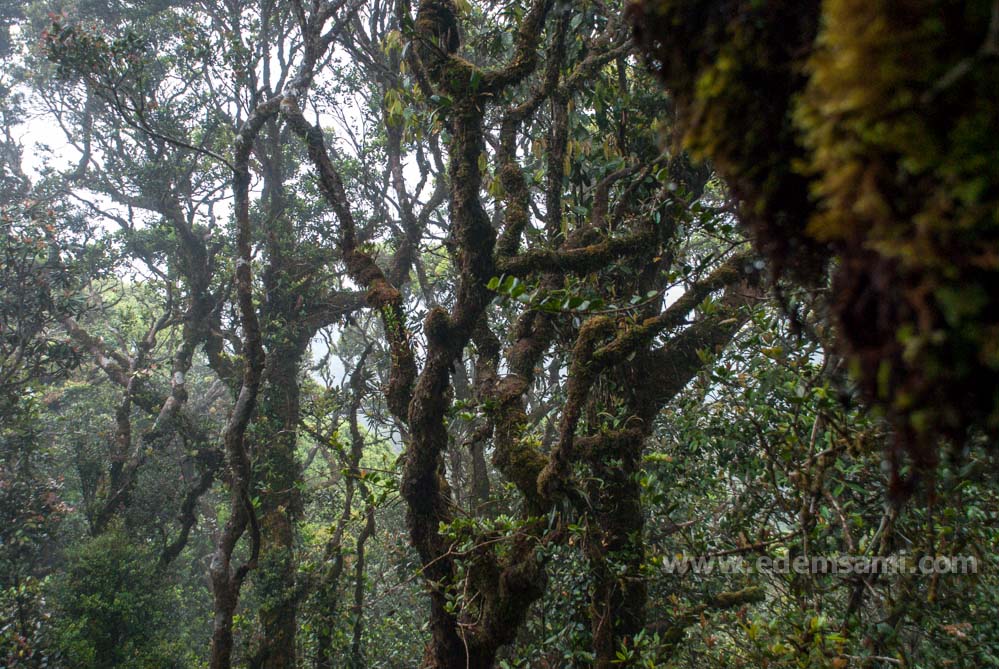 Mossy Forest Cameron Highlands