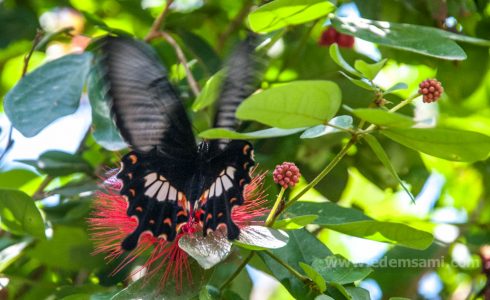 Парк бабочек на Пенанге