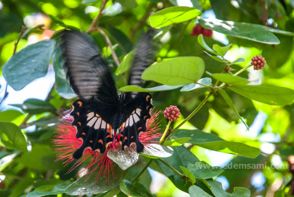 Парк бабочек на Пенанге