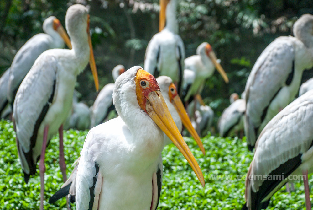 Парк птиц в Куала-Лумпуре