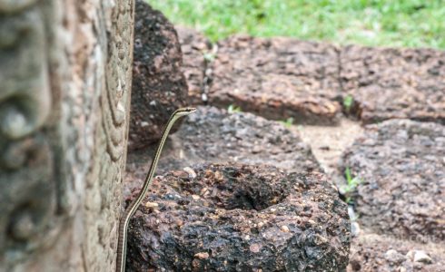 Ситхеп Пхетчабун