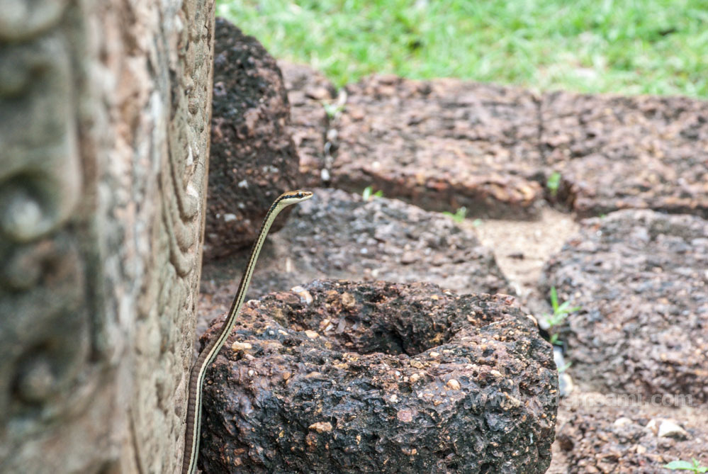 Ситхеп Пхетчабун