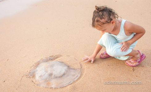 Медузы в Таиланде