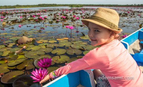 Лотосы и птицы