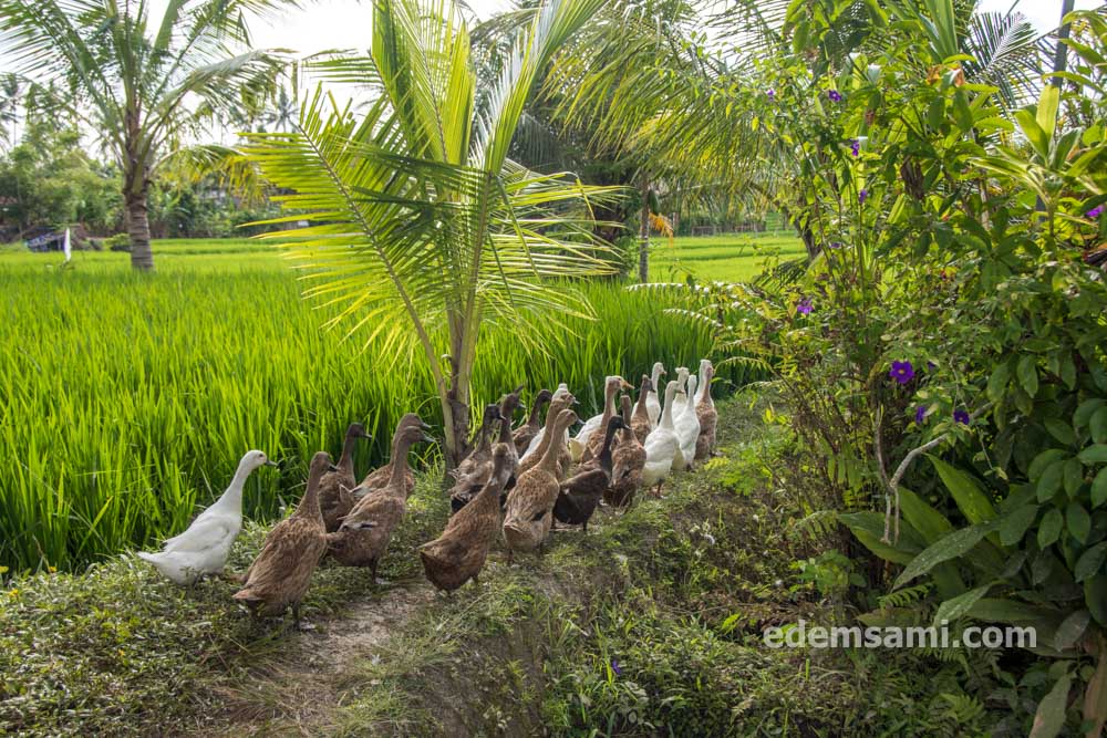 Убуд рисовые поля