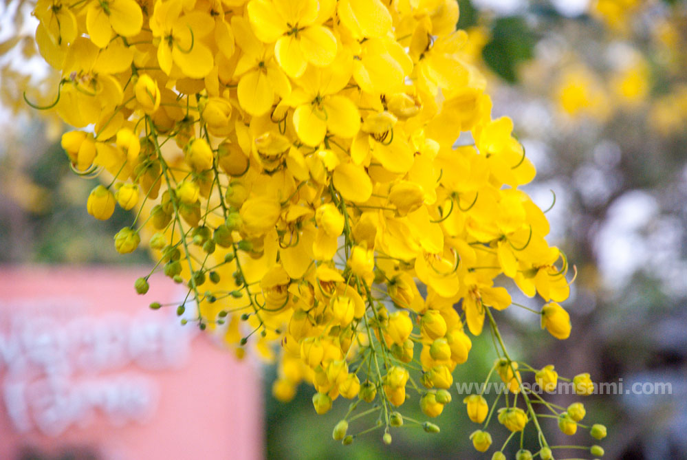 Королевский желтый: 8 самых красивых желтых деревьев в Таиланде | Едем Сами  с ok_vickie