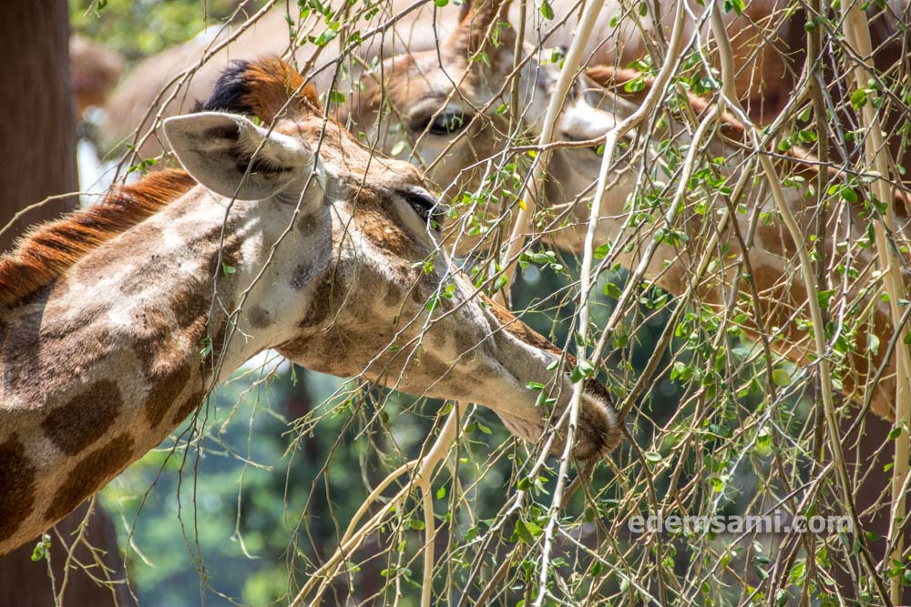 Супханбури зоопарк