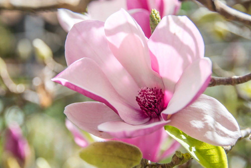 Дой Ангкханг