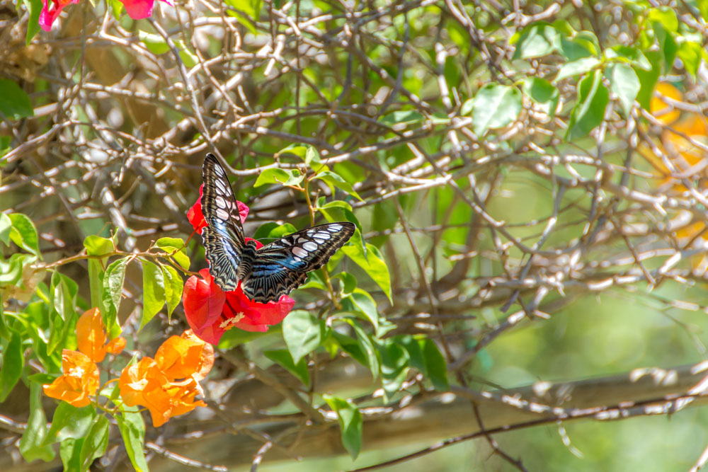 Парк бабочек в Паттайе