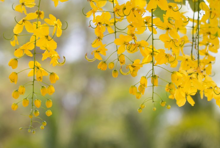 Кассия золотой дождь