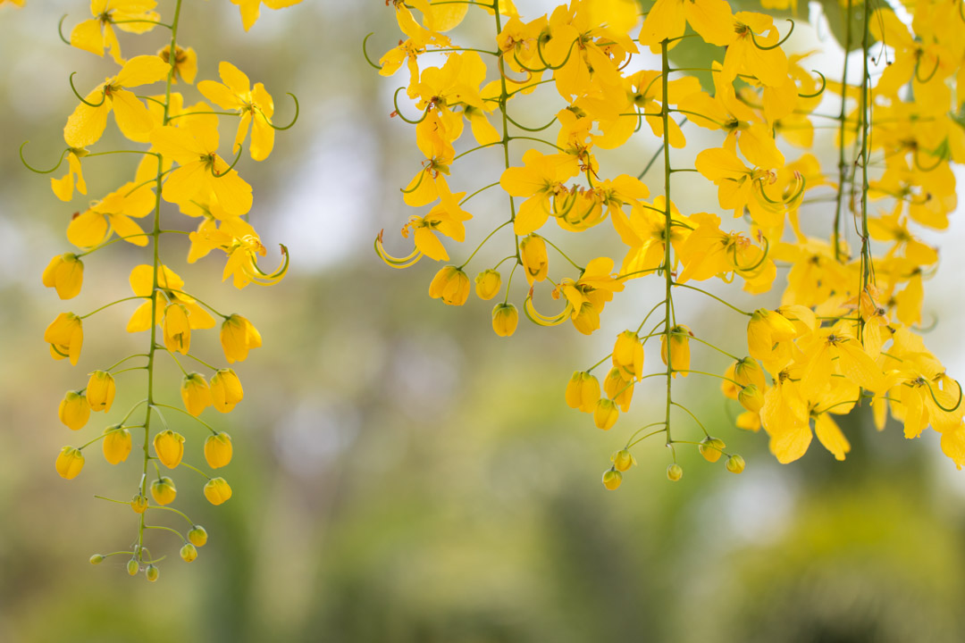 Кассия золотой дождь